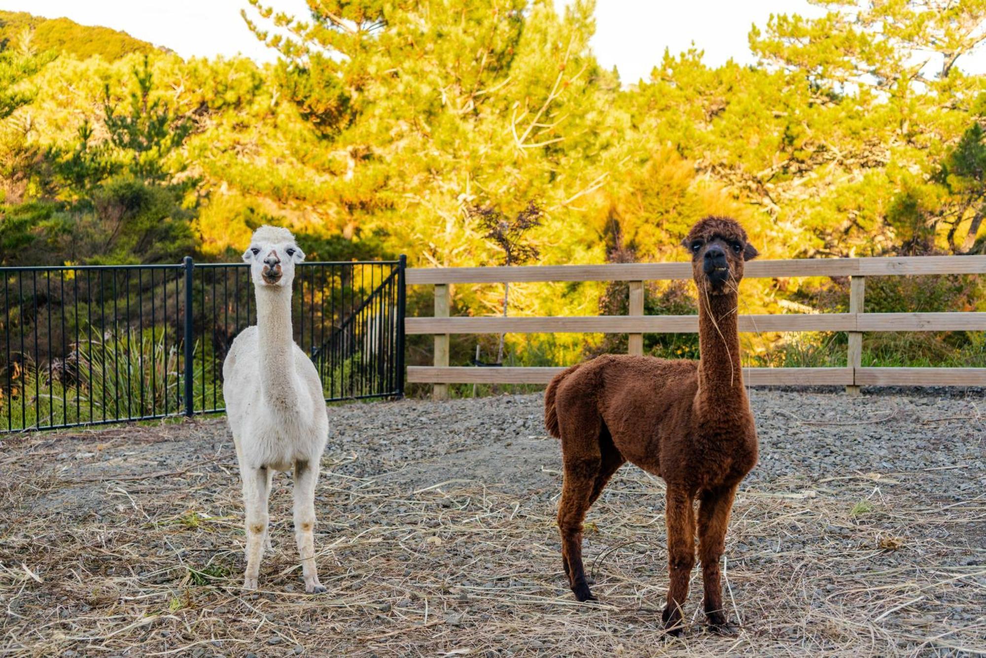 Alpaca Manor Auckland Apartman Kültér fotó