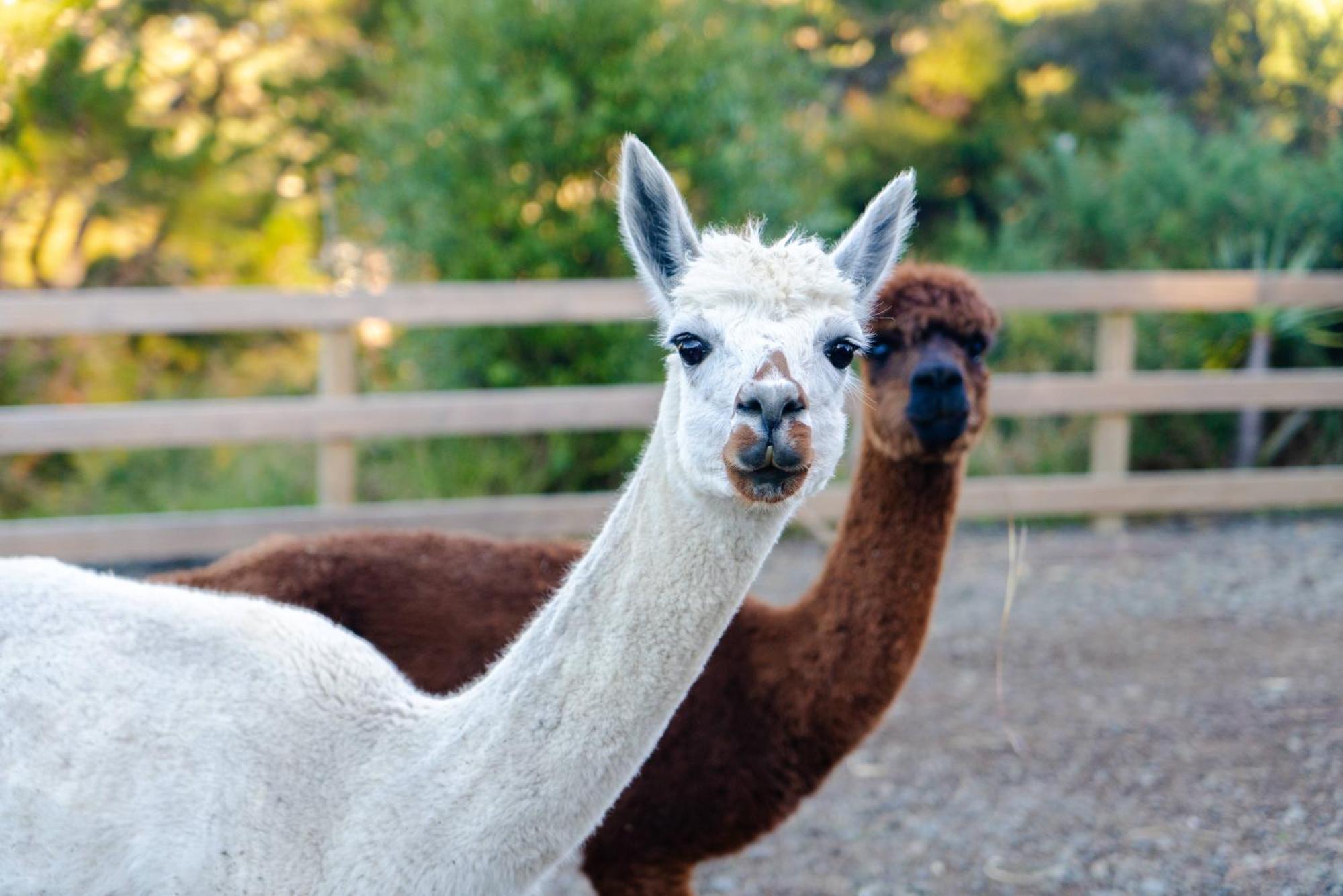 Alpaca Manor Auckland Apartman Kültér fotó