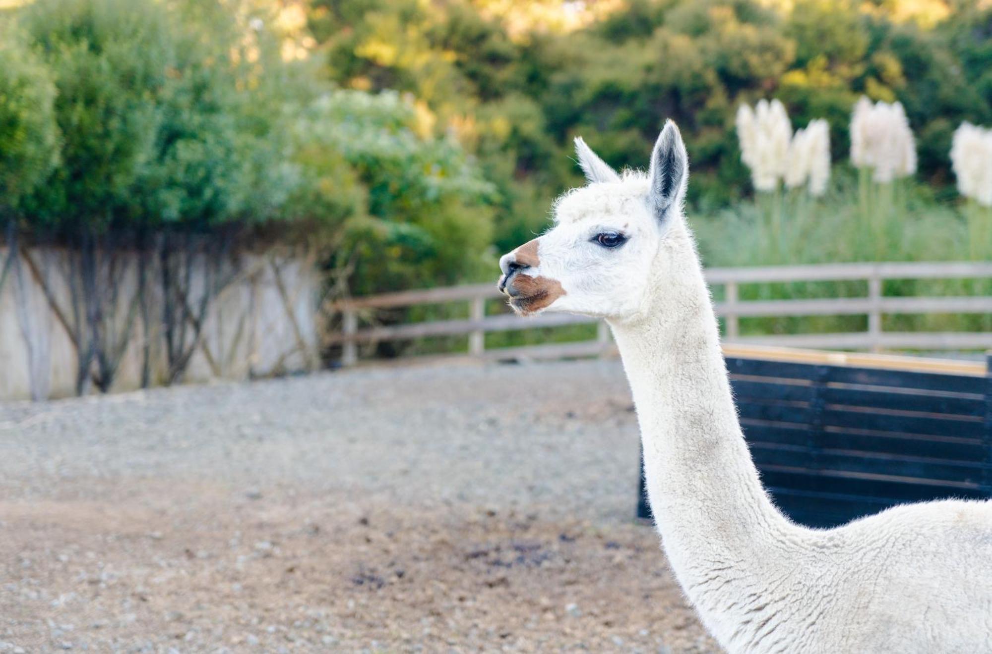 Alpaca Manor Auckland Apartman Kültér fotó