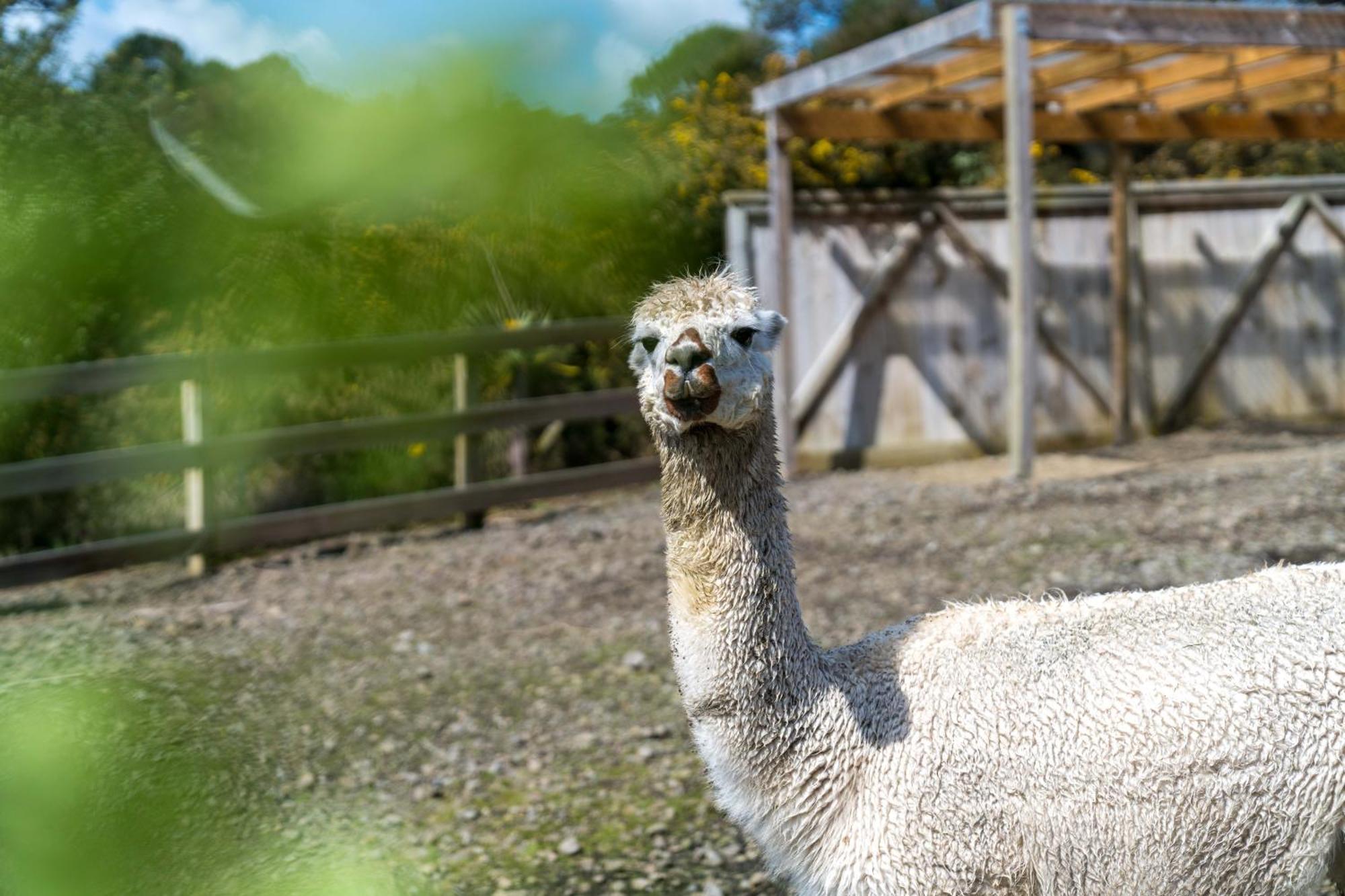 Alpaca Manor Auckland Apartman Kültér fotó